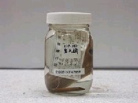 藏品(塞氏下鱵)的圖片